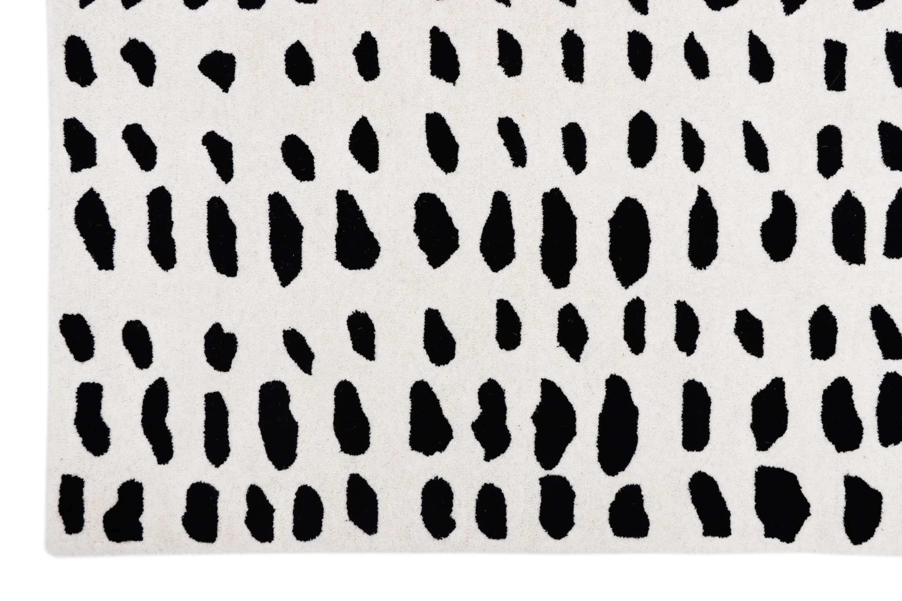 Dalmatian - Image 4